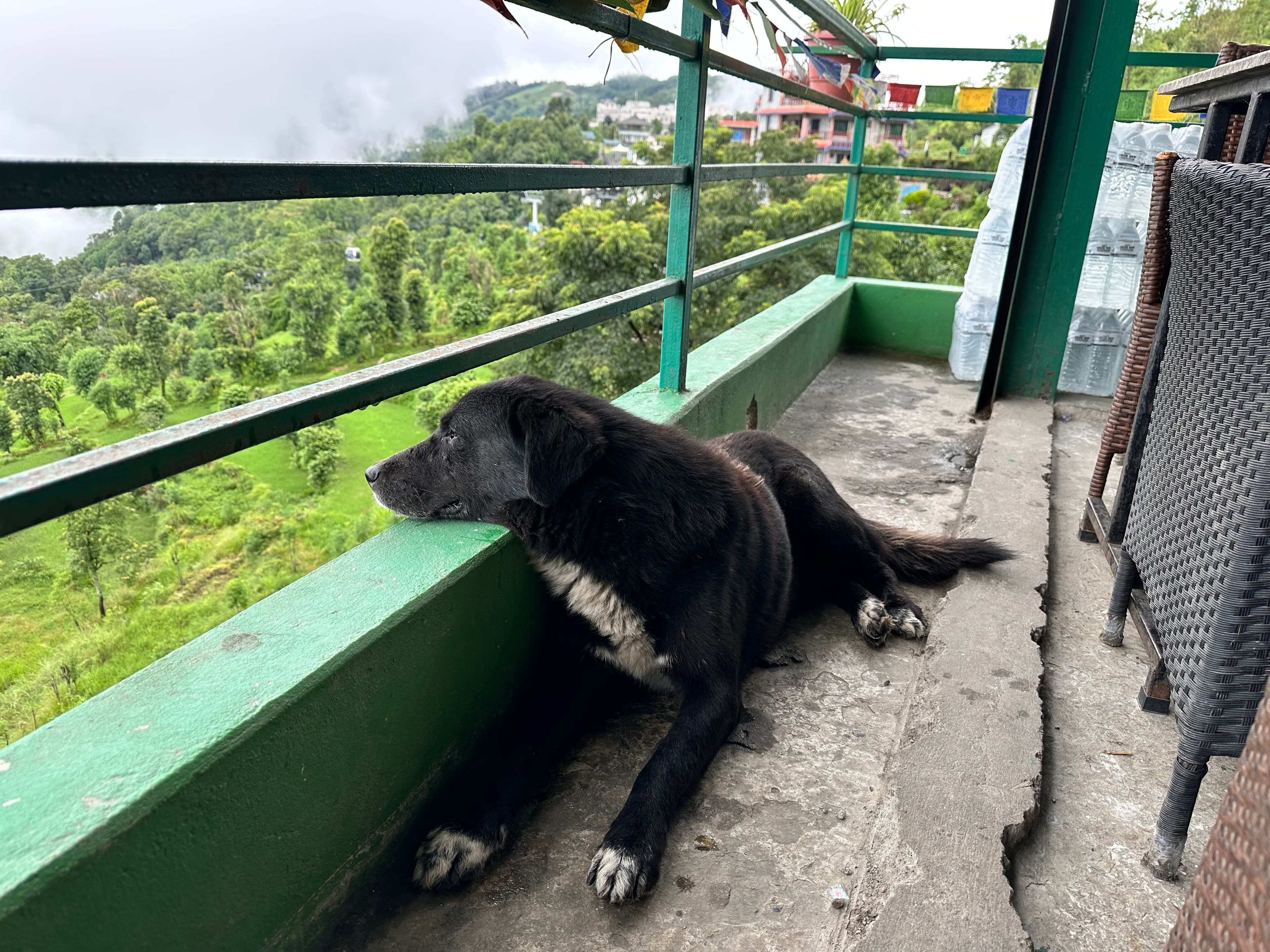 Furry Pet Overlooking Valley