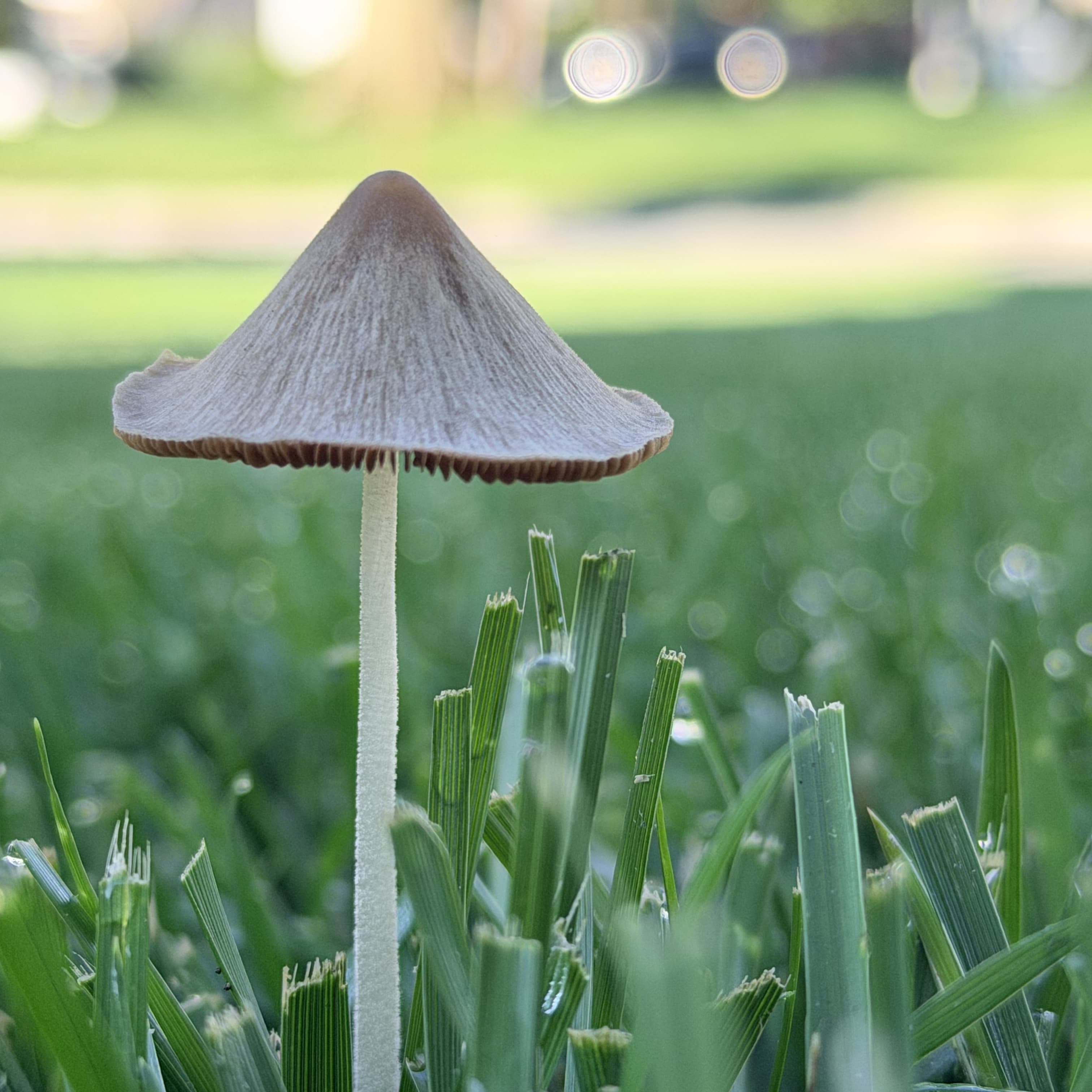 Mushroom Growth