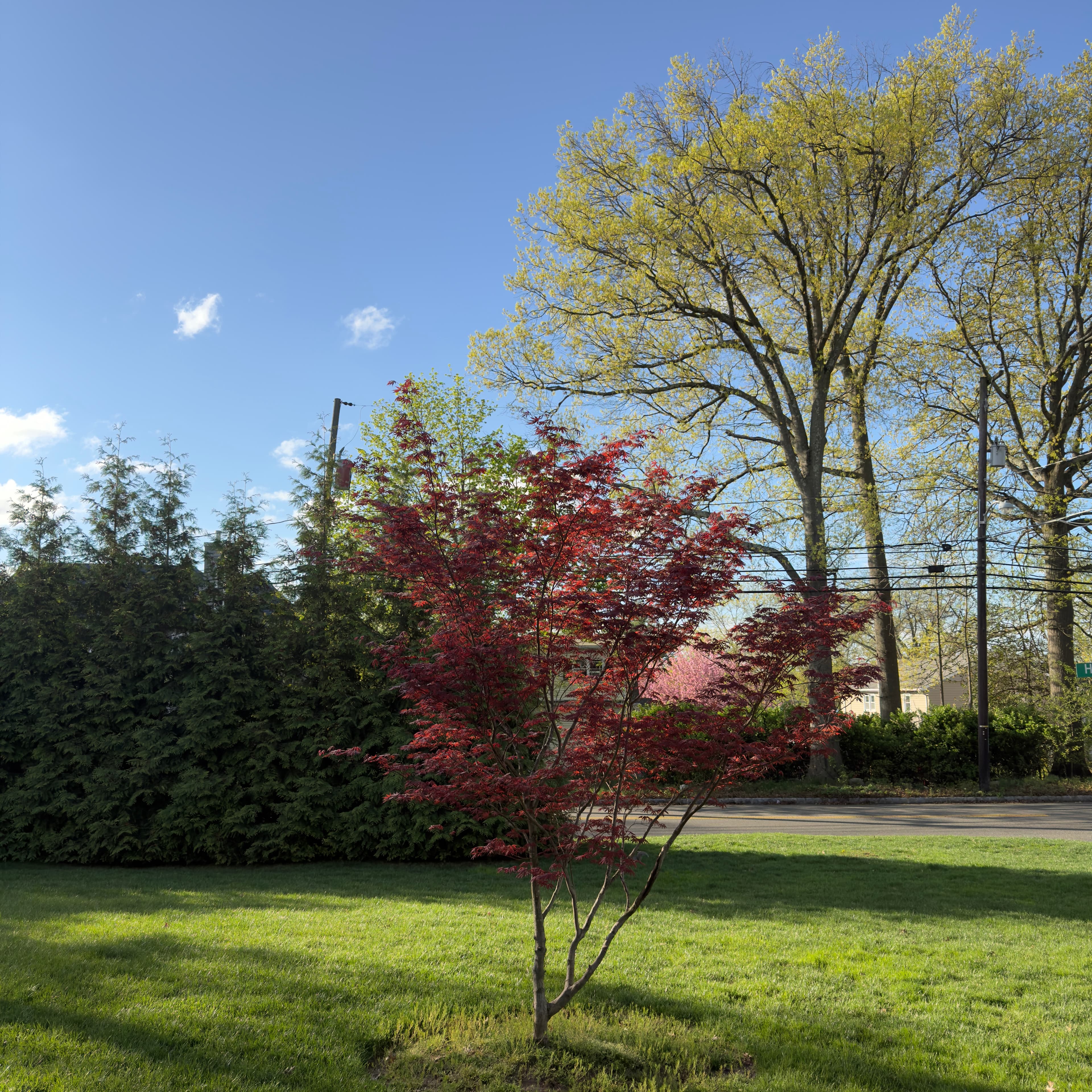 Spring Arrives